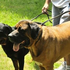 DT Rolled Leather Slip Leash -Collars Sales Shop DTLROLLEDSLIP 7