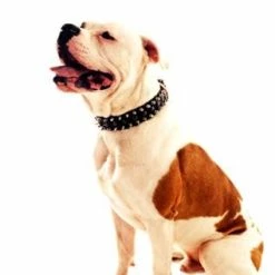 The Business End - Spiked Collar 13 The Business End - Spiked Collar -Collars Sales Shop DTS55 7