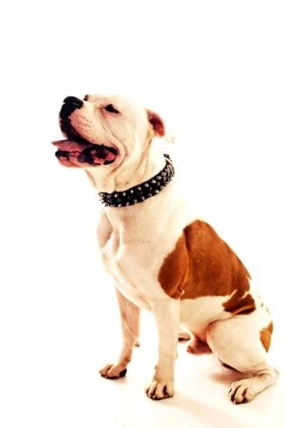 The Business End - Spiked Collar 8 The Business End - Spiked Collar - Image 6