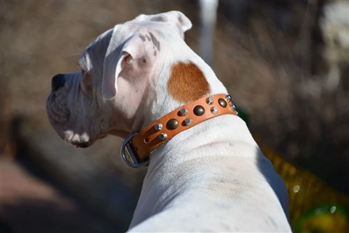 Bumps & Bits - Studded Collar 4 Bumps & Bits - Studded Collar - Image 2