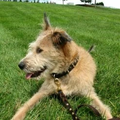 Bumps & Bits - Studded Collar 11 Bumps & Bits - Studded Collar -Collars Sales Shop DTS563cm 5