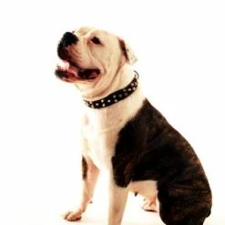 Bumps & Bits - Studded Collar 13 Bumps & Bits - Studded Collar -Collars Sales Shop DTS563cm 7