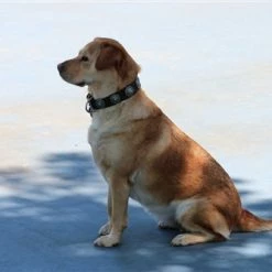 Queenie - Leather Collar -Collars Sales Shop DTSpecial33Bluestones 5