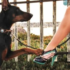 Queenie - Leather Collar -Collars Sales Shop DTSpecial33Bluestones 7