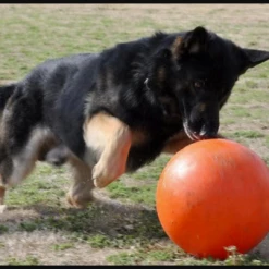 Collars Sales Shop -Collars Sales Shop Varsity Ball 3