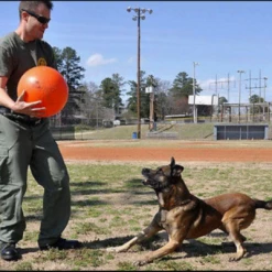 Varsity Ball - Indestructible -Collars Sales Shop Varsity Ball 4