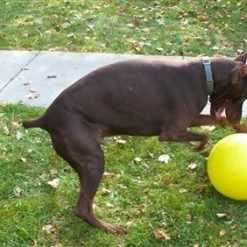 Varsity Ball - Indestructible -Collars Sales Shop Varsity Ball 6