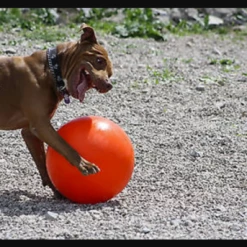 Varsity Ball - Indestructible -Collars Sales Shop Varsity Ball 7